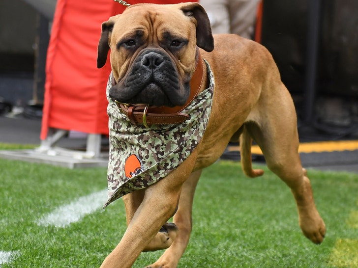 Browns live mascot SJ