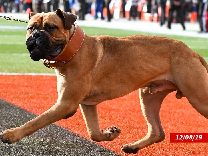 Browns live mascot SJ